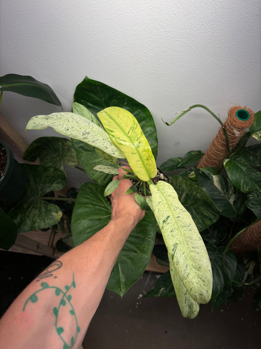 Epiremnum Giganteum Marble 4” pot growers choice