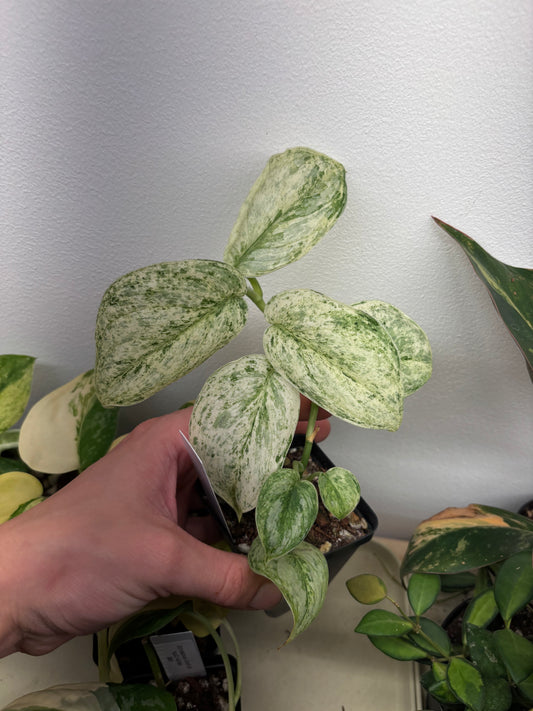Scindapsus Jade Satin Marble 3” pot growers choice