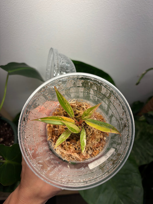 Philodendron Carmel Marble Fire Tiger 3” pot growers choice