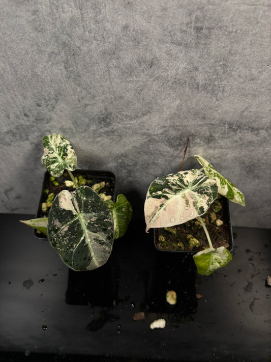 Alocasia Black Velvet pink variegated 3” pot growers choice