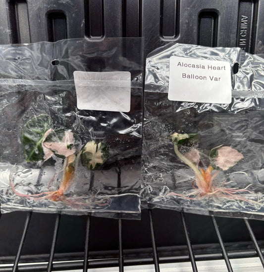 Alocasia balloon heart pink variegated - ships in 3-4 weeks growers choice rare tissue culture