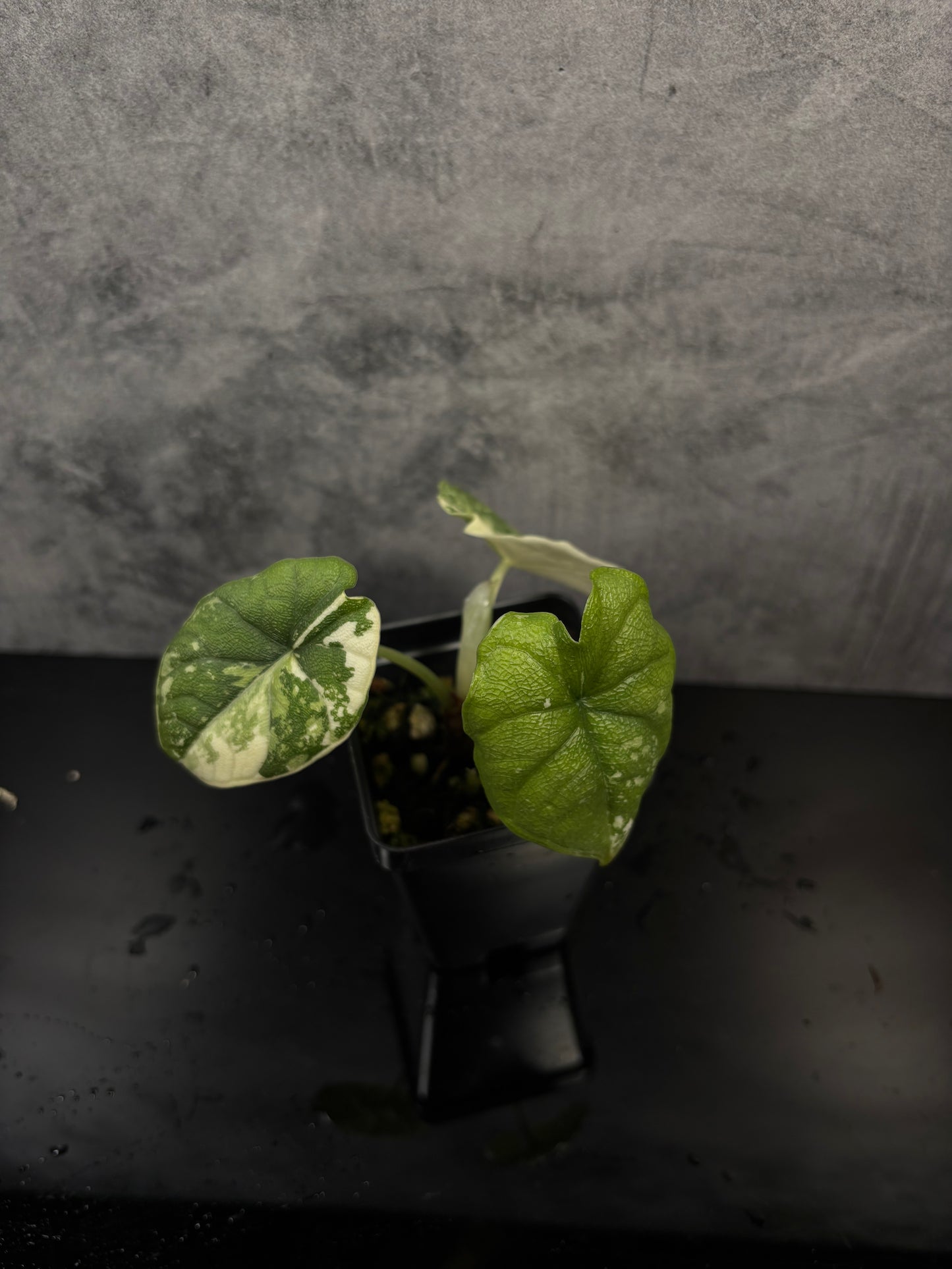 Alocasia melo albo *3” pot exact plant