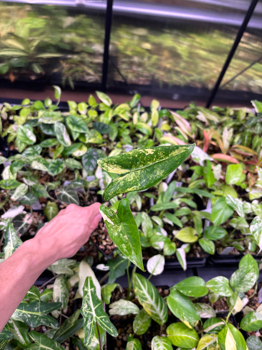 Alocasia Zebrina Aurea Variegated 3” pot growers choice
