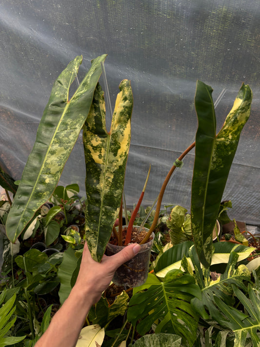 Philodendron Billietiae Variegated