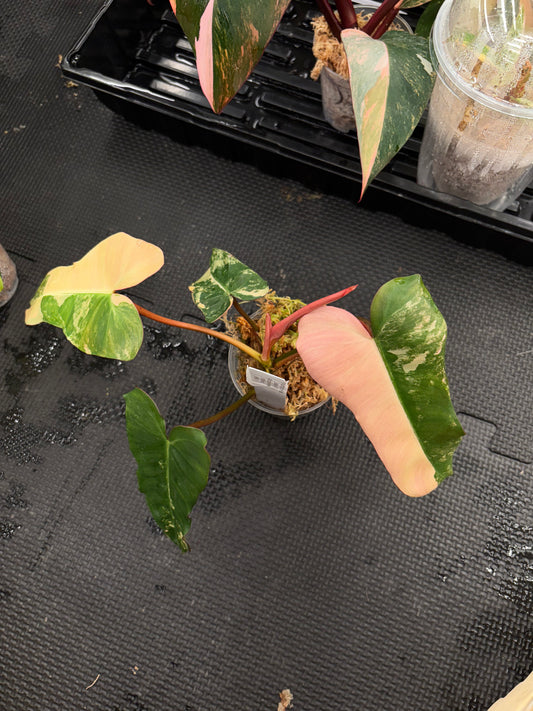 Philodendron Florida Beauty x Black Billietiae variegated 3” pot exact plant rare