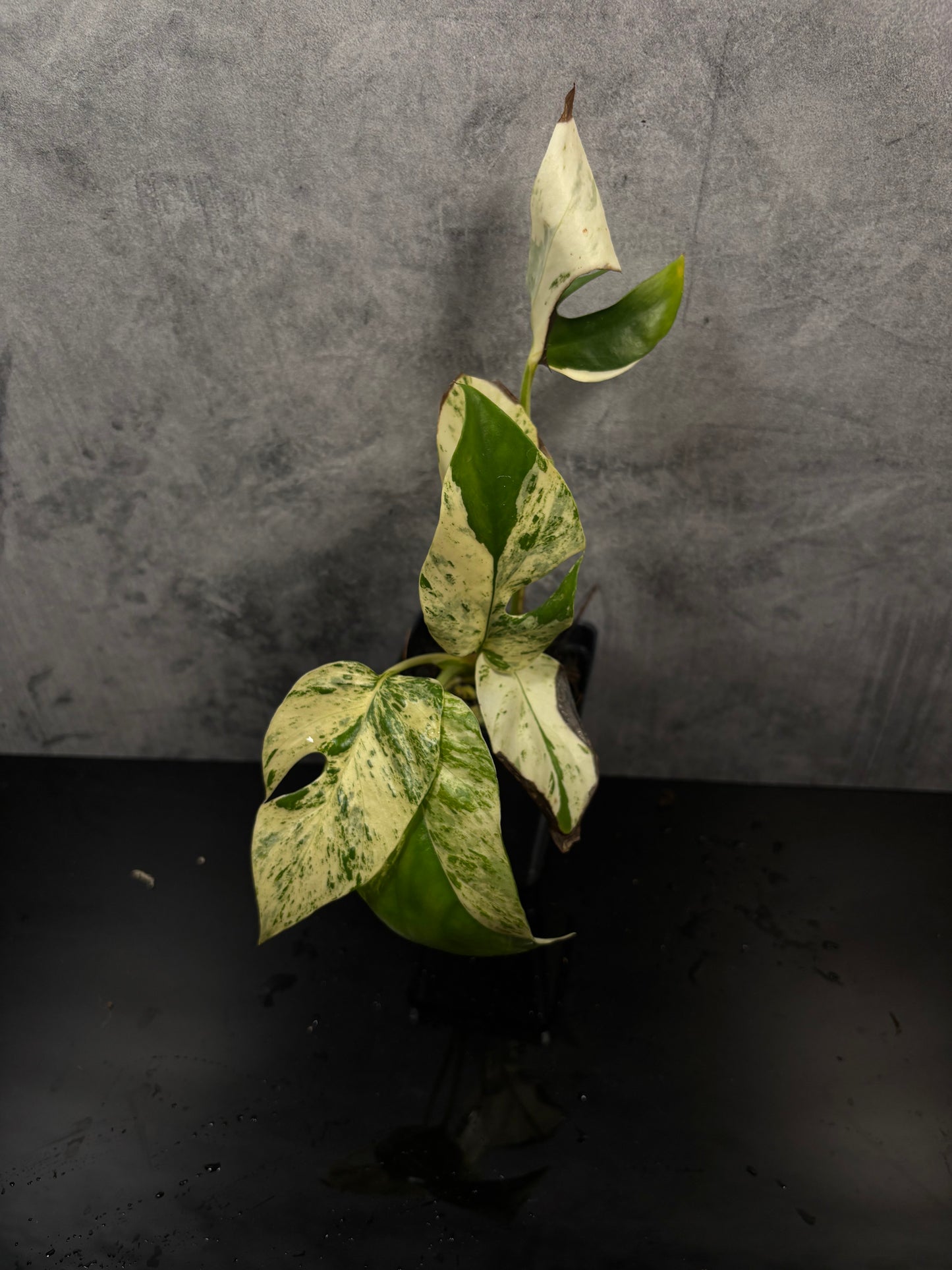 Rhaphidophora tetrasperma “Migma” variegated exact plant rare