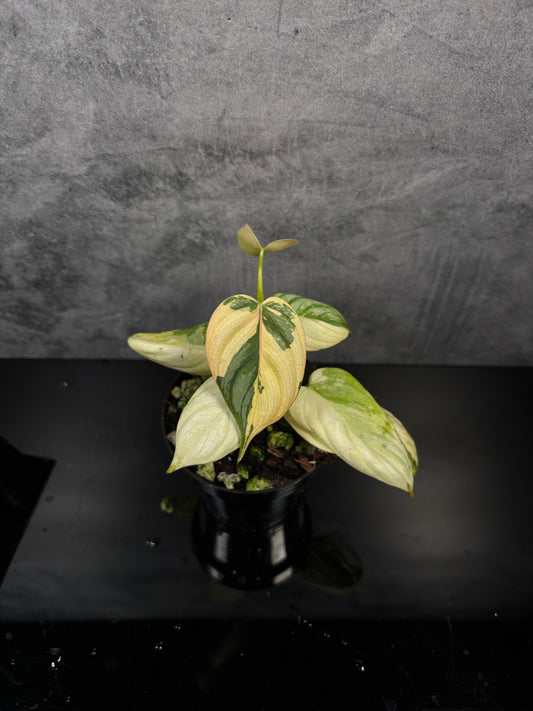 Philodendron brandiatum variegated exact plant