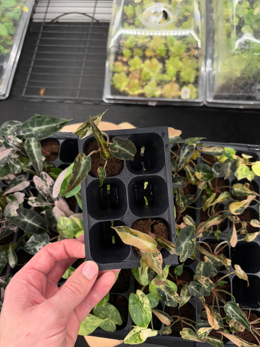 Alocasia Bambino aurea variegated *starter plug growers choice