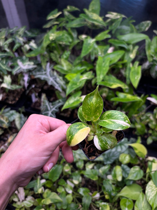Philodendron Green Congo Nuclear Variegated 3” pot growers choice