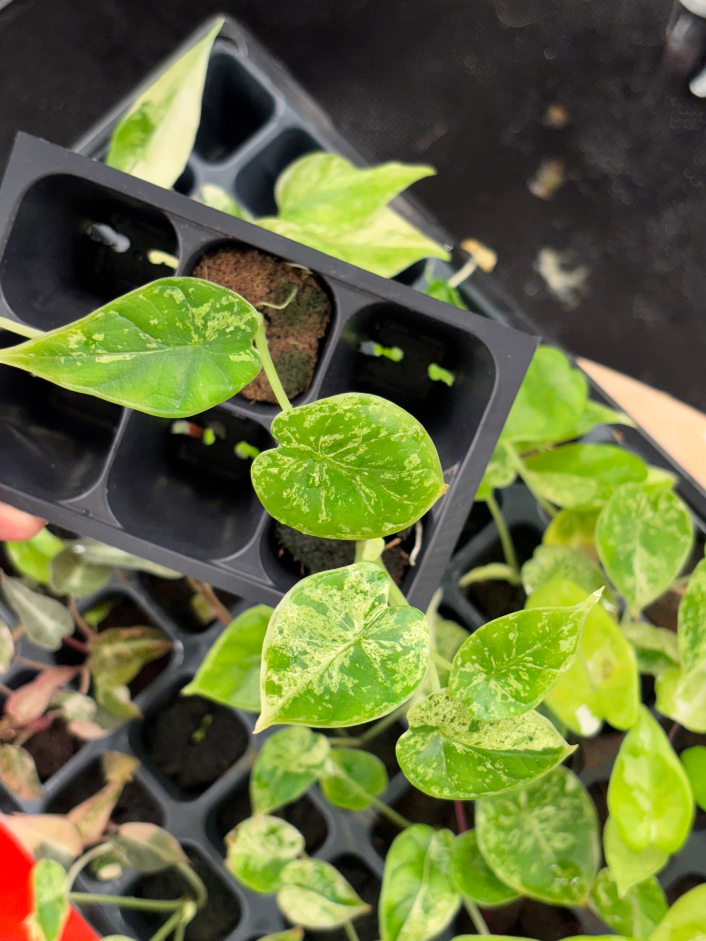 Alocasia dragon scale mint variegated *starter plug growers choice