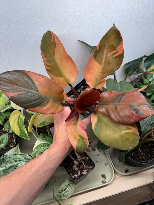 Philodendron Black Cardinal Variegated 4” pot EXACT PLANT