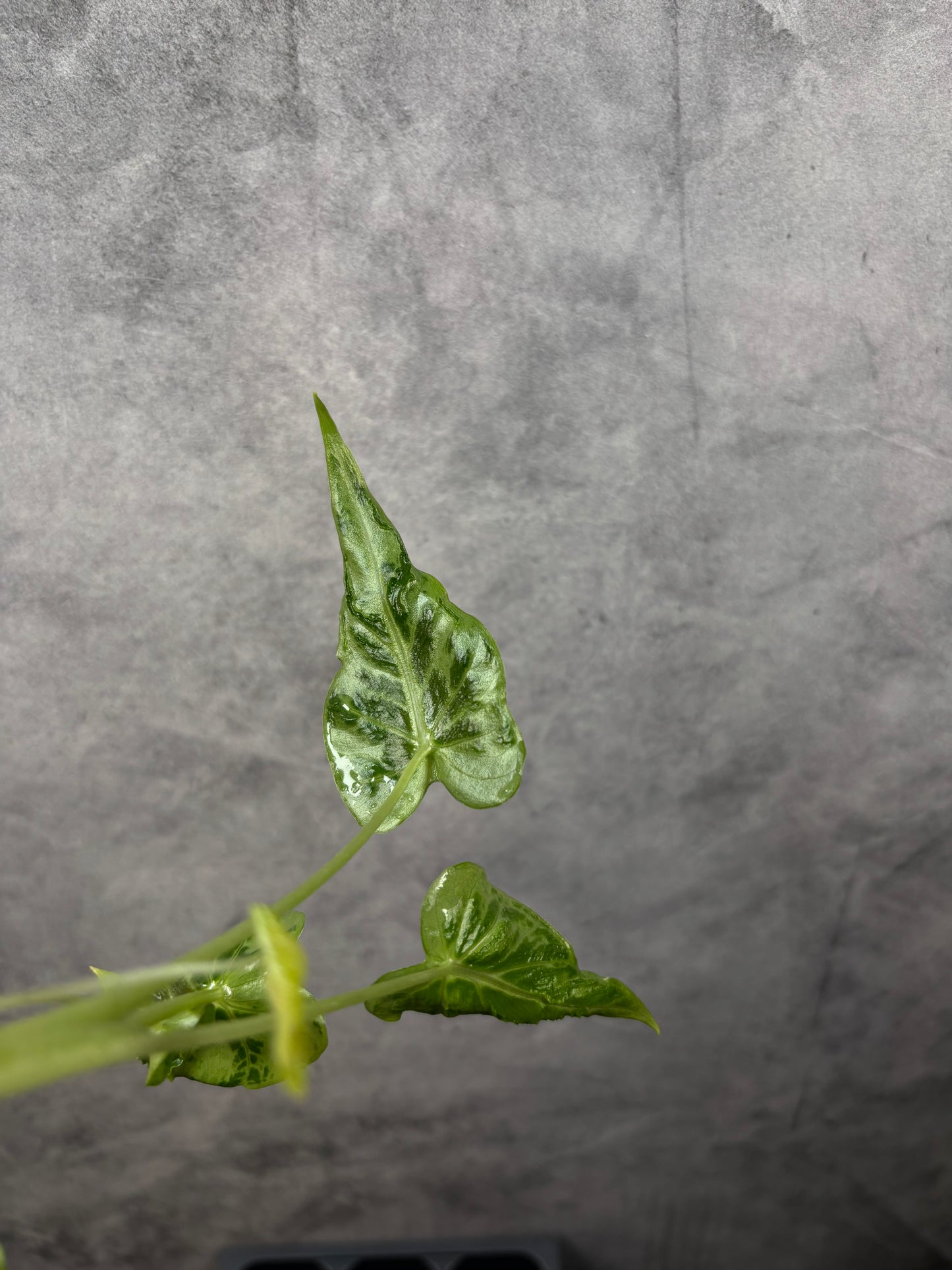 Alocasia frydek tattoo *starter plug growers choice