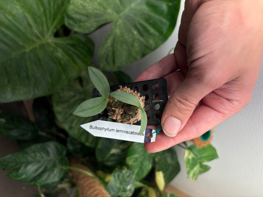 Bulbophyllum lemniscatoides mounted orchid