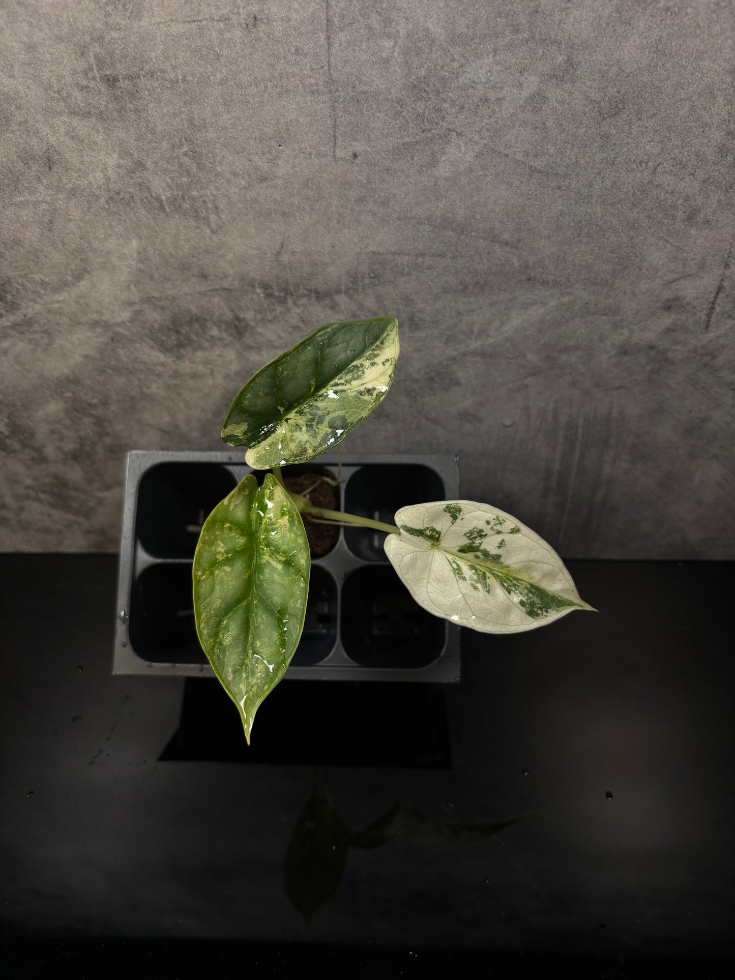 Alocasia silver dragon albo variegated *starter plug growers choice