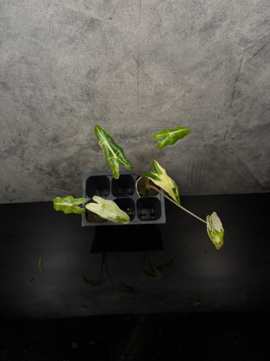 Alocasia Sarian Albo Variegated *starter plug growers choice