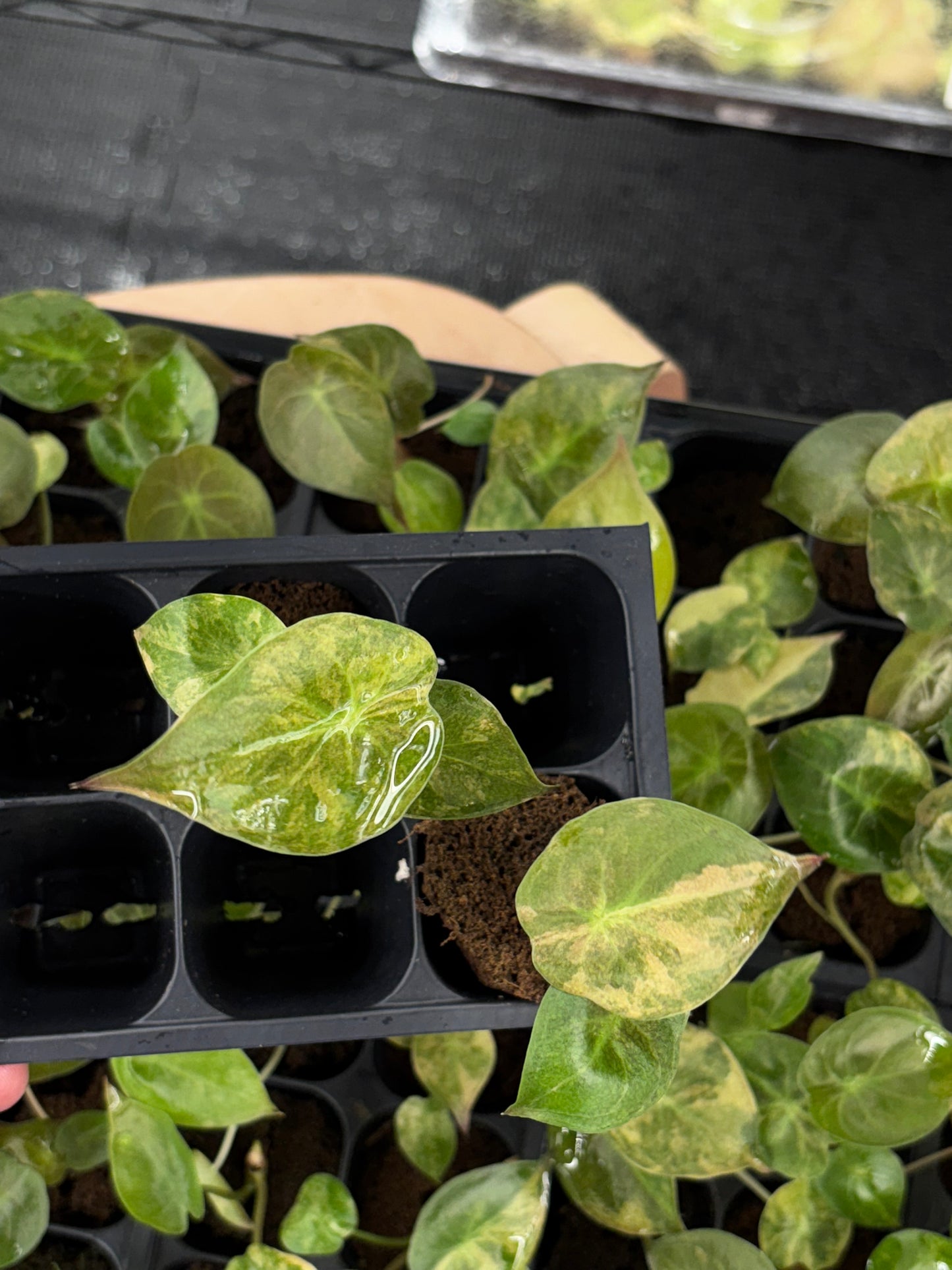 Alocasia wentii aurea sunset variegated *starter plug growers choice