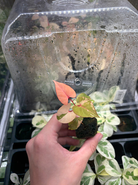 Fallopia Multiflora variegated starter plug growers choice * bad shippers