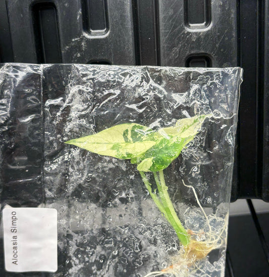 Alocasia Simpo albo variegated - ships in 3-4 weeks growers choice rare tissue culture