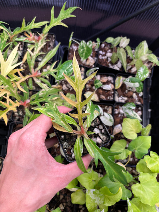 Philodendron Tortum Variegated 3” pot growers choice