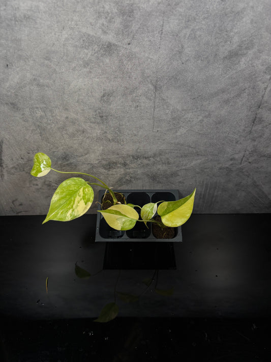 Monstera Aurea Large Form Aurea *starter plugs growers choice