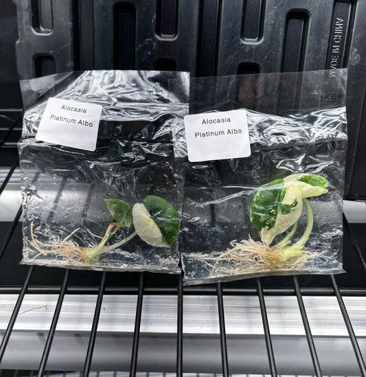 Alocasia platinum albo variegated - ships in 3-4 weeks growers choice rare tissue culture