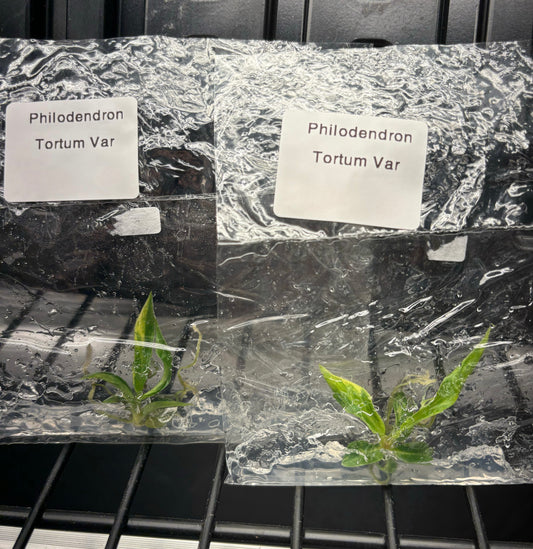 Philodendron Tortum Aurea Variegated - ships in 3-4 weeks growers choice rare tissue culture