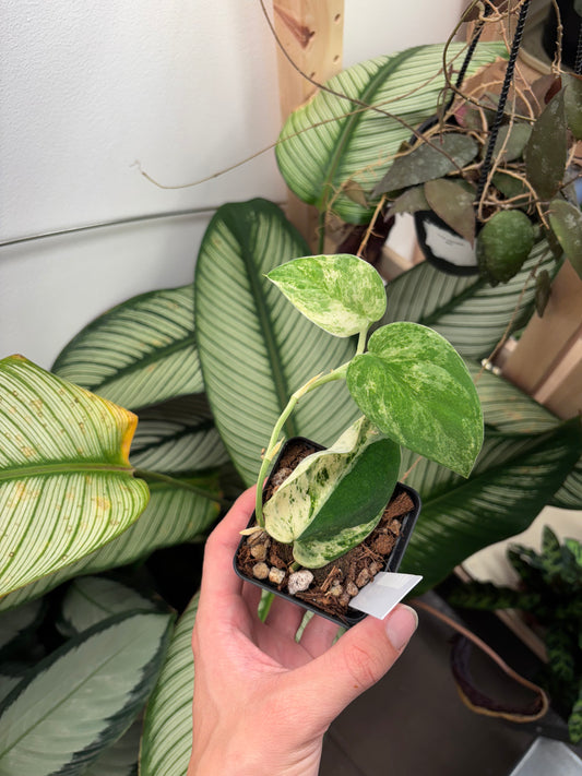 Scindapsus Mangurai Variegated 3” pot growers choice