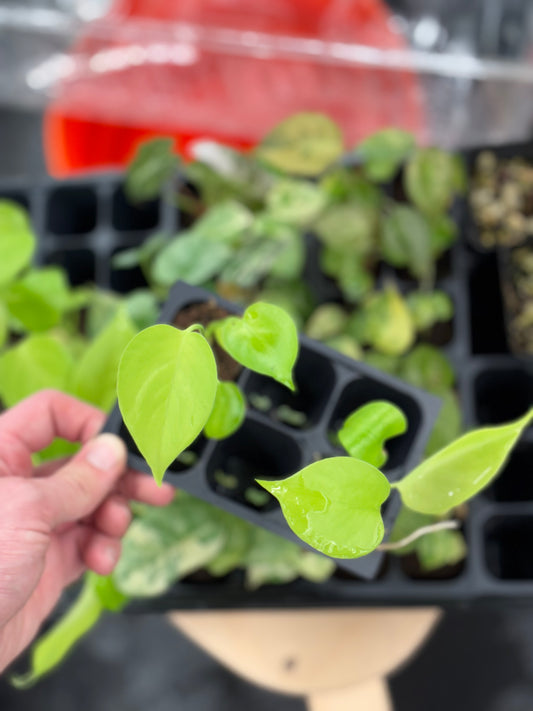 Monstera lemon lime neon yellow *growers choice starter plug