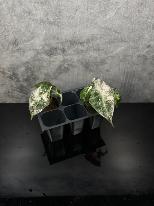 Alocasia Amazonica Polly pink variegated *starter plug growers choice