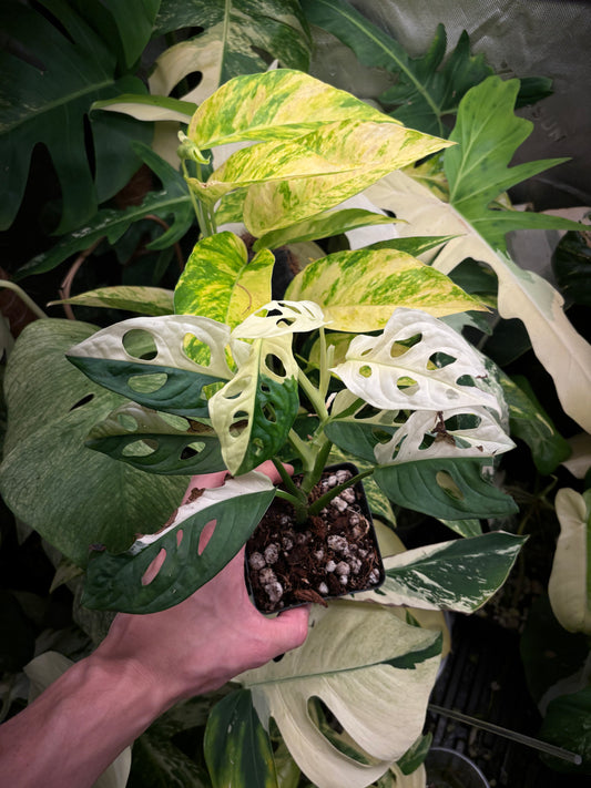 Monstera Adansonii Albo Variegated 4” pot growers choice