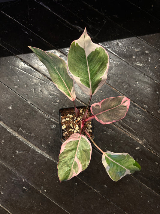 Philodendron Pink Princess Mutation 4” pot EXACT PLANT