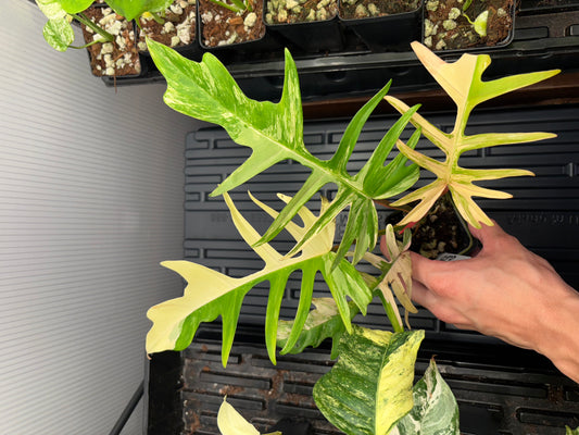 Philodendron Florida beauty x tortum variegated 3” pot EXACT PLANT