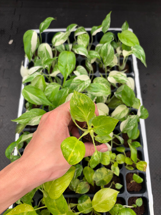 Philodendron warscewiczii flavum aurea tri color variegated starter plug growers choice