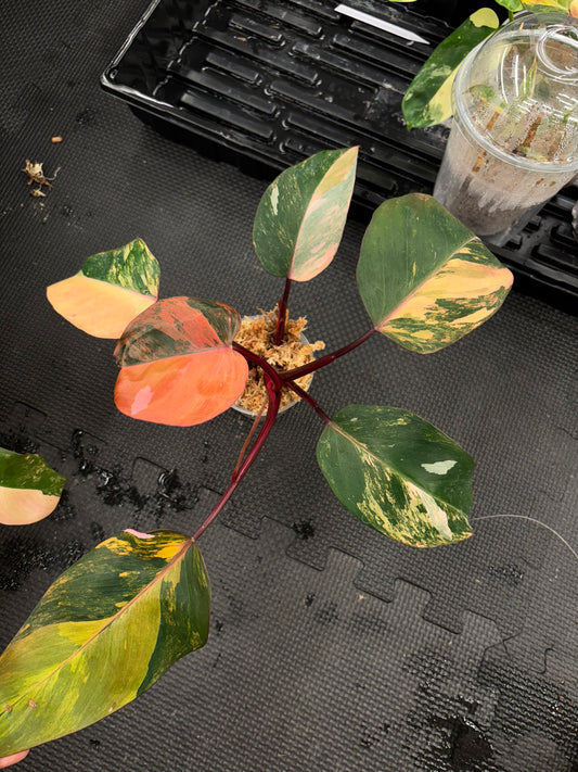 Philodendron Fire Princess variegated 3” pot exact plant rare
