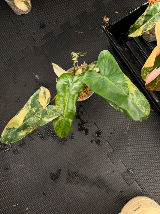 Philodendron Florida Beauty x Black Billietiae 3” pot exact plant rare
