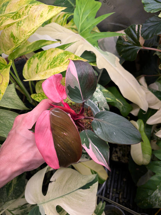 Philodendron White Knight Pink Variegated 3” Pot exact plant