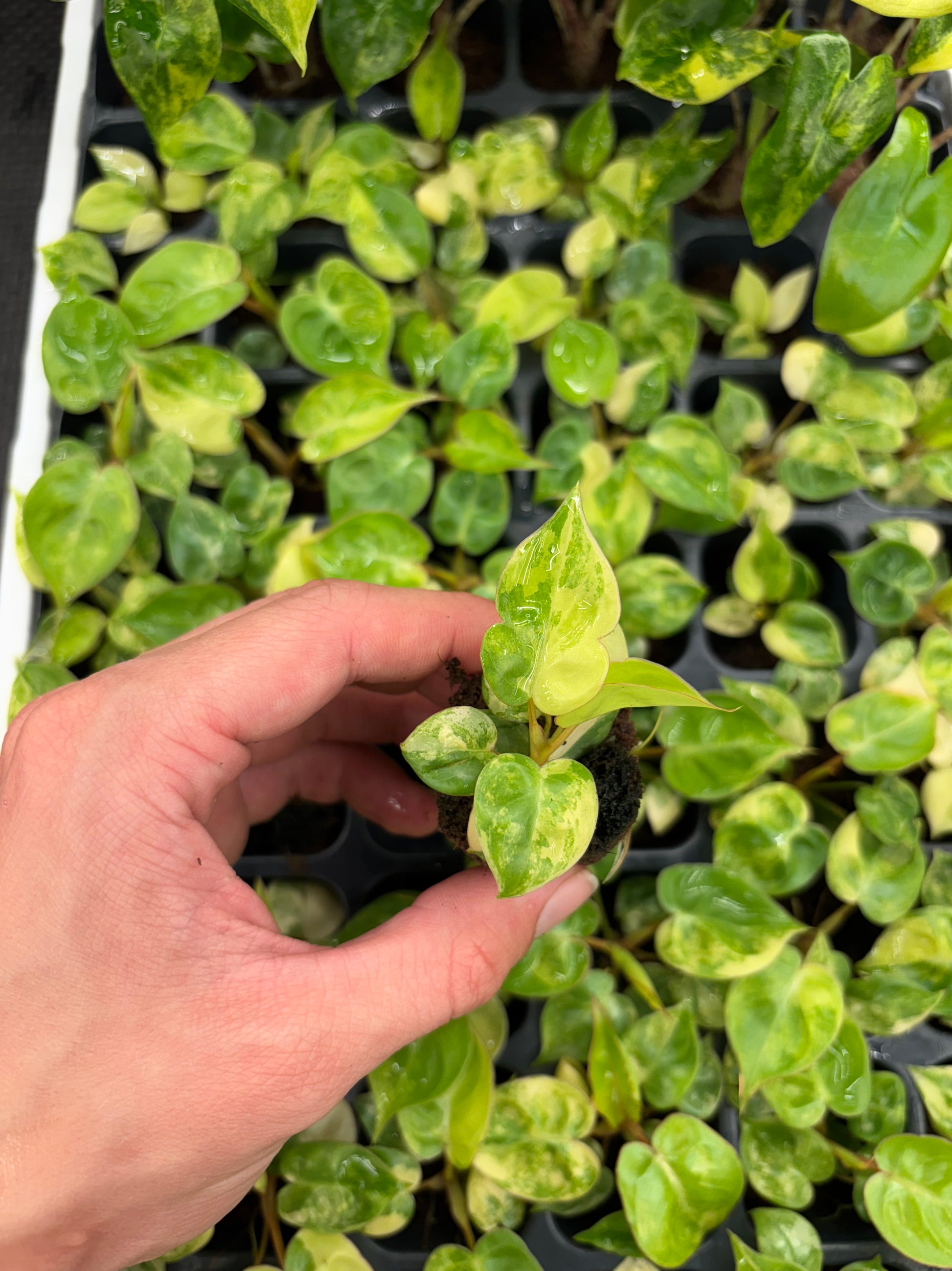little phil philodendron variegated Philodendron Billietiae variegated starter plug growers choice – Green Room Exotics