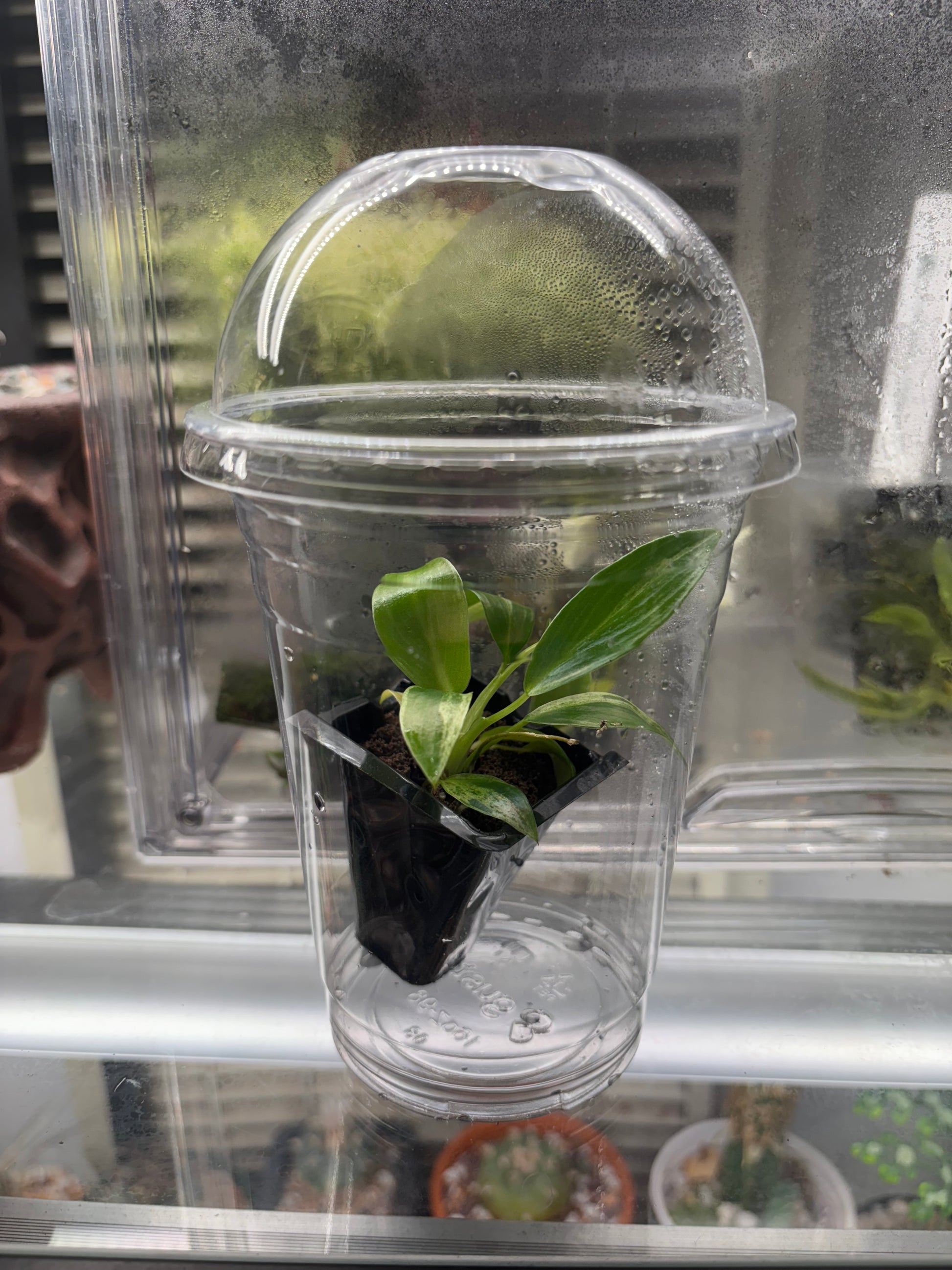 philodendron tissue culture Tissue culture acclimation kit