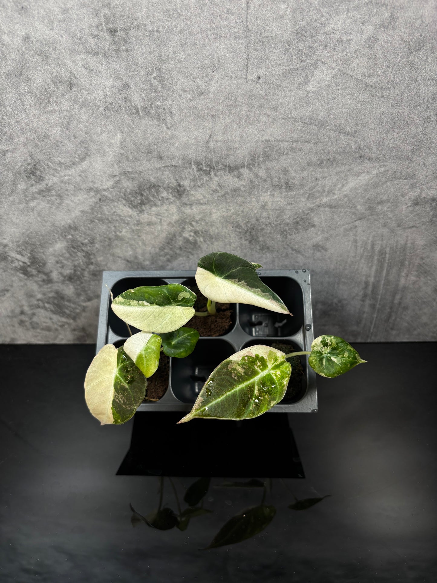 Alocasia black velvet pink *starter plug growers choice