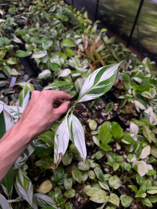 Musa Variegated Banana 3” pot growers choice