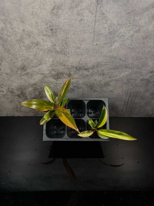 Philodendron Carmel marble variegated *starter plug growers choice