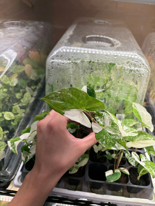 Syngonium albo variegated starter plug growers choice