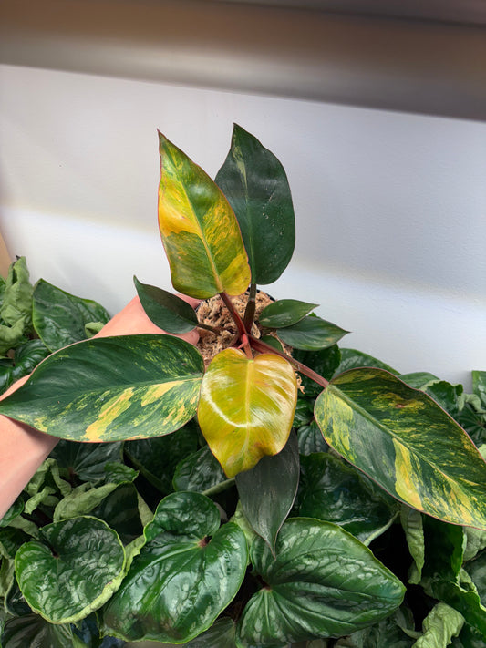 Philodendron Red Congo Variegated 4” pot growers choice