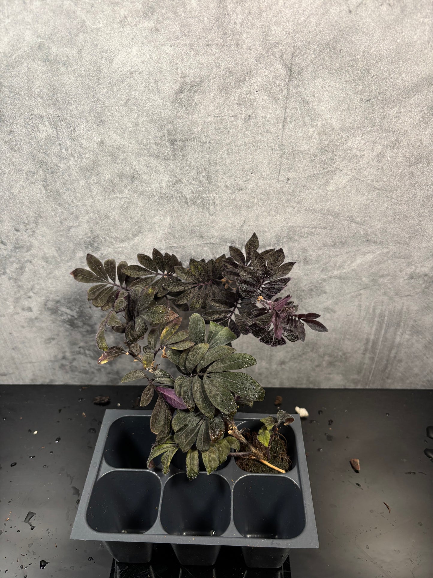 Solanum Uleanum starter plug growers choice