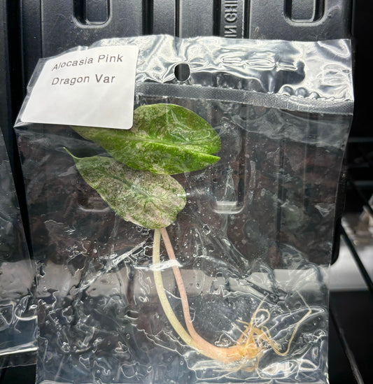 Alocasia Pink Dragon Mint Stardust - ships in 3-4 weeks growers choice rare tissue culture