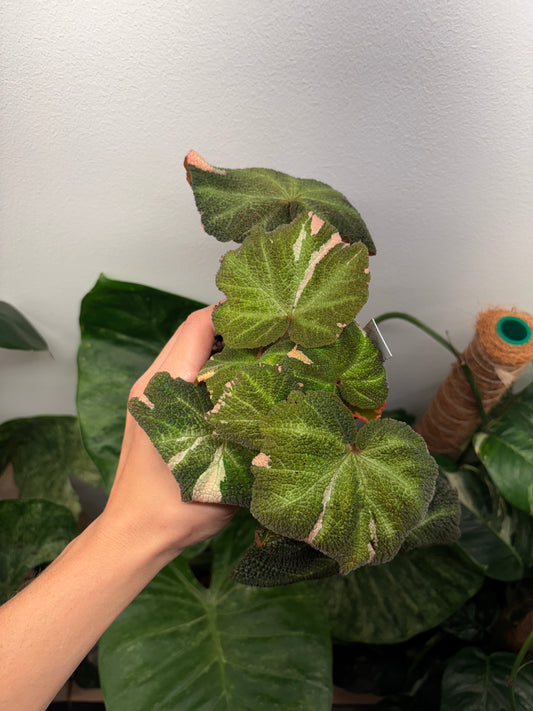 Begonia Soli Mutata Pink Variegated 4” pot EXACT Plant