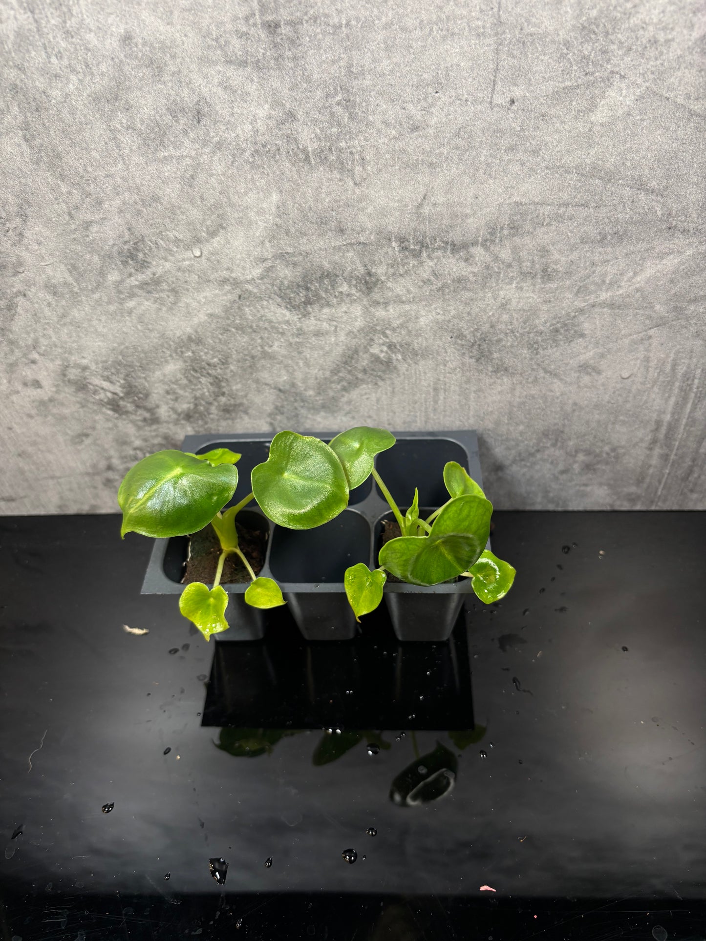 Alocasia frydek London eye *starter plug growers choice