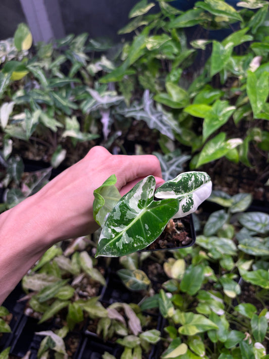 Alocasia Frydek Variegated 3” pot growers choice