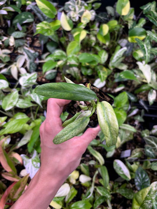 Epipremnum Giganteum Marble variegated 3” pot growers choice