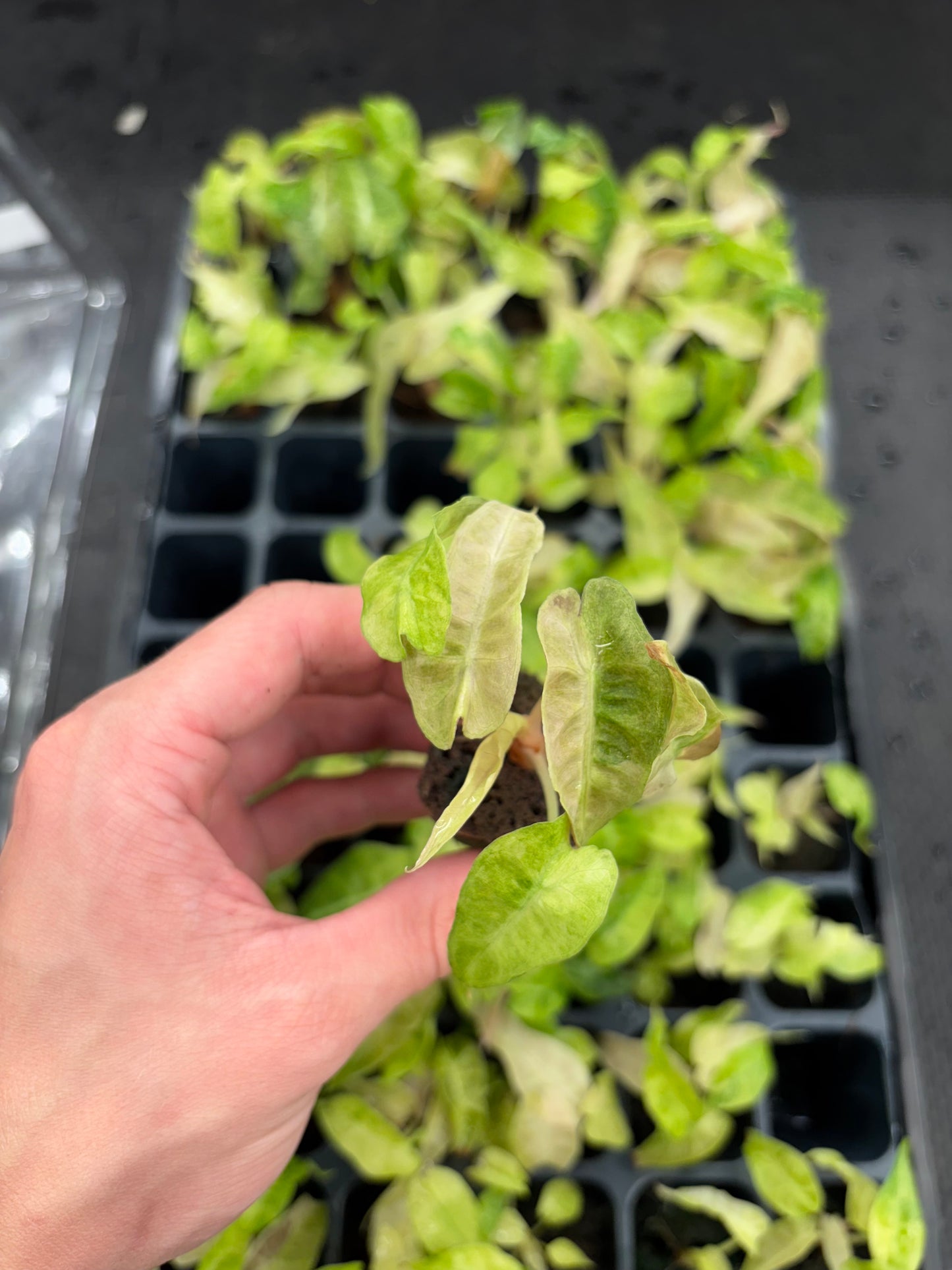 Alocasia Amazonica Polly aurea splash starter plug growers choice